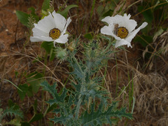 Argemone polyanthemos
