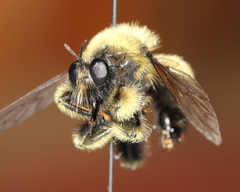 Laphria sacrator