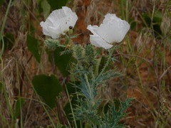 Argemone polyanthemos