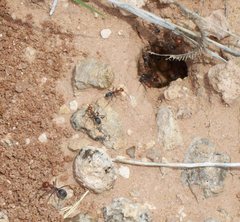 Myrmecocystus placodops