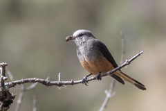 Red-Rumped Bush Tyrant photo 3