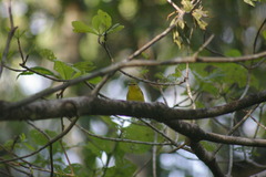 Myiothlypis flaveola
