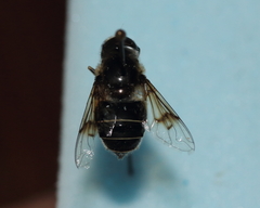 Eristalis obscura
