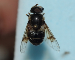 Eristalis obscura