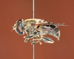 Eristalis obscura