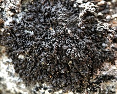 Phaeophyscia sciastra