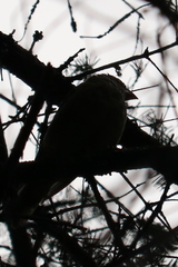 Piranga olivacea