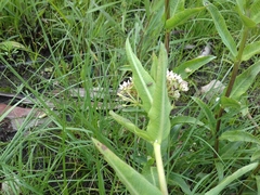 Asclepias pratensis