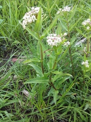 Asclepias pratensis