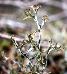 Cetraria laevigata