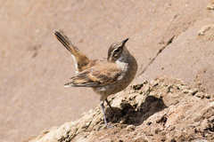 Cinclodes albidiventris