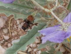 Pseudomethoca brazoria