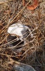 Calisoga longitarsis