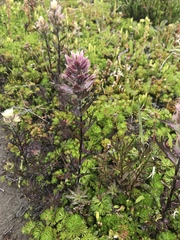 Castilleja parviflora albida