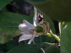 Proxys albopunctulatus