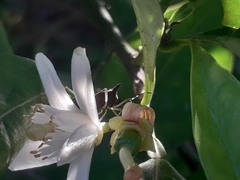 Proxys albopunctulatus