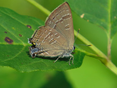 Satyrium caryaevorus