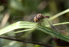 Sympetrum vulgatum