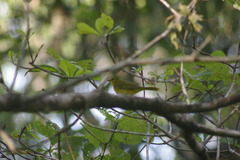 Myiothlypis flaveola