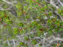 Cliffortia ramosissima