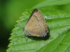 Satyrium caryaevorus
