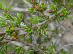 Cliffortia ramosissima