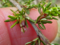 Cliffortia ramosissima