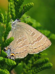 Satyrium caryaevorus