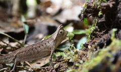 Brookesia superciliaris