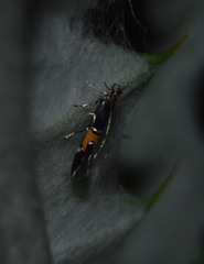 Cosmopterix pulchrimella