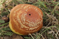 Monilinia