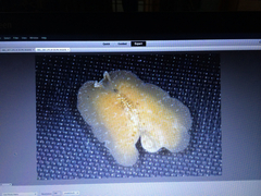 Pseudoceros canadensis