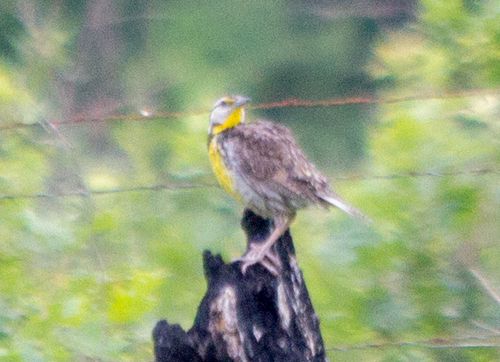 photo of Eastern Meadowlark (Sturnella magna)