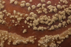Monilinia