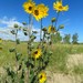 Ashy Sunflower - Photo (c) Ruth Metterhausen, some rights reserved (CC BY-NC), uploaded by Ruth Metterhausen