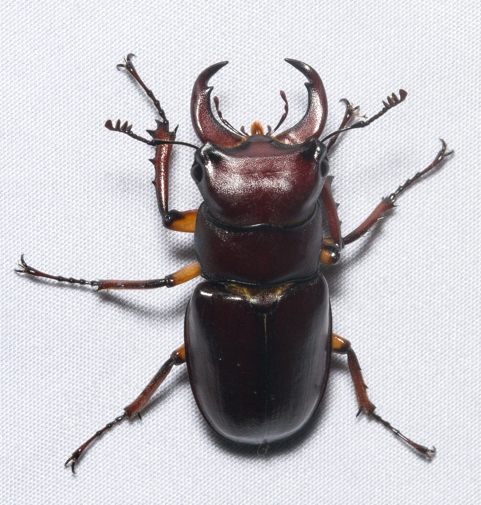 Pseudolucanus