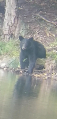 American Black Bear photographed in Pennsylvania