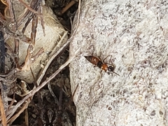 Paederus littorarius