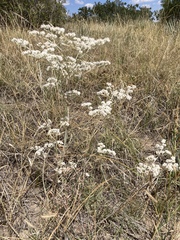 Eriogonum annuum