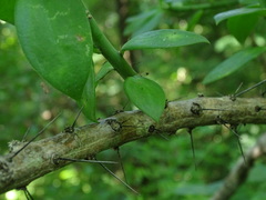 Pereskiopsis blakeana