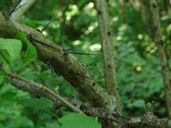 Pereskiopsis blakeana