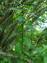 Pereskiopsis blakeana