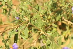 Lycianthes lycioides