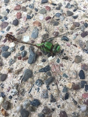 Ophiogomphus rupinsulensis