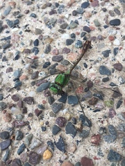 Ophiogomphus rupinsulensis