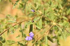 Lycianthes lycioides