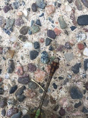 Ophiogomphus rupinsulensis