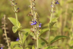 Salvia bogotensis
