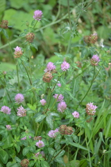 Trifolium pratense
