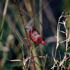 Neochmia phaeton phaeton